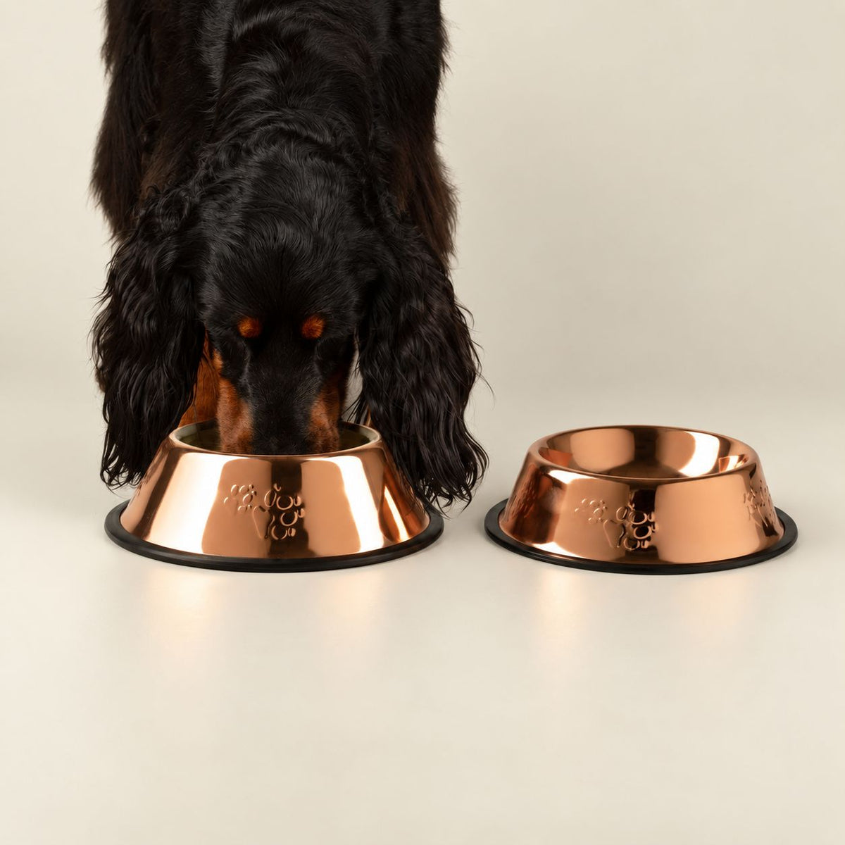 Black Cocker Spaniel eating from a rose gold metallic pet bowl.