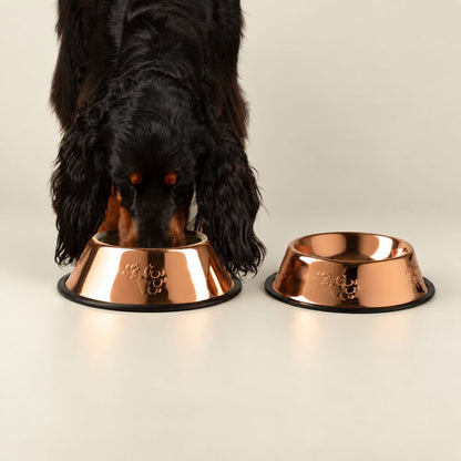 Black Cocker Spaniel eating from a rose gold metallic pet bowl.