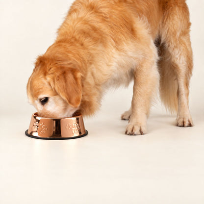 Golden Retriever dog eating from a rose gold metallic pet bowl with paw print designs.